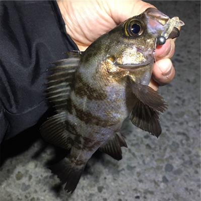 明石周辺ライトゲーム