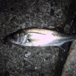 虫ヘッドでアジング