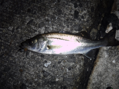 虫ヘッドでアジング