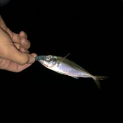 ショアジギング