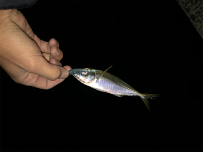 ショアジギング