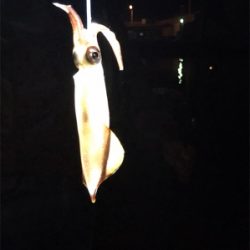初めてケンサキイカが釣れました