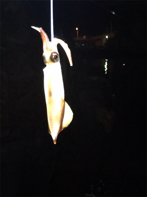 初めてケンサキイカが釣れました