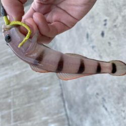 小メバル釣り！