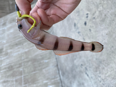 小メバル釣り！