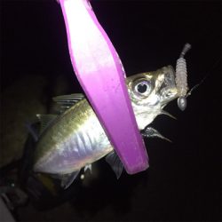 舞洲でサゴシ！