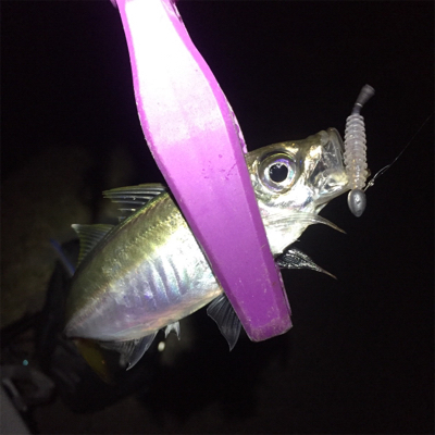 舞洲でサゴシ！