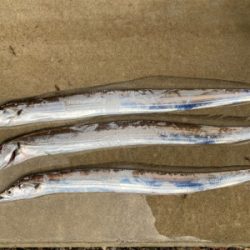 ミノー表層巻きで30分3本!!タチウオ釣果!!