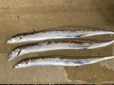 ミノー表層巻きで30分3本!!タチウオ釣果!!