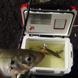 アジング練習 203