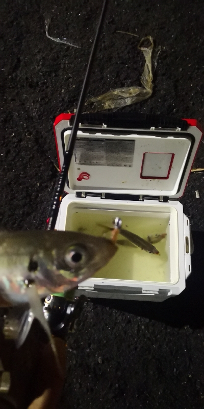 アジング練習 203