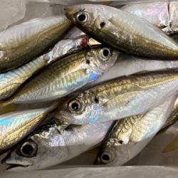 近所の漁港へアジ探し