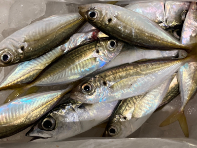 近所の漁港へアジ探し