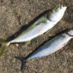 朝まずめを逃さず