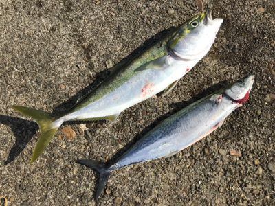 朝まずめを逃さず