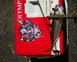 アジング練習 204