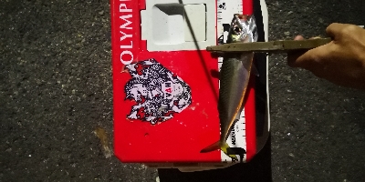 アジング練習 204