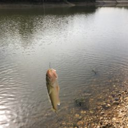 出ました「ゴーマル」GUNNING-STYLE