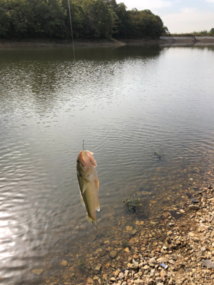 出ました「ゴーマル」GUNNING-STYLE