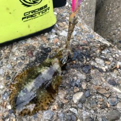 まだアオリイカ  釣れます(^^)