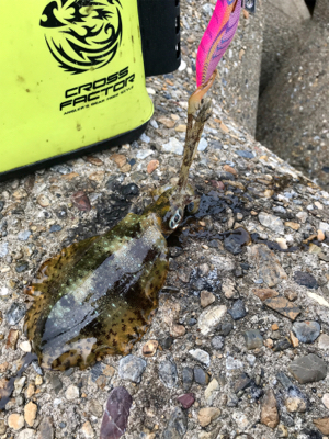 まだアオリイカ  釣れます(^^)