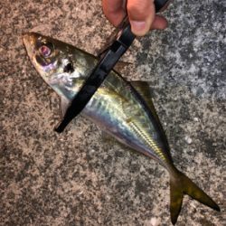 毎日アジング！