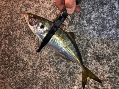 毎日アジング！