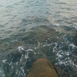 障泥烏賊4杯　チビハタ1匹