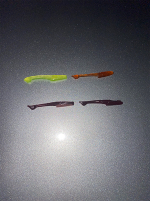 久々のデカメバル♪