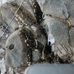 季節は秋でも、まだエソ祭り！！