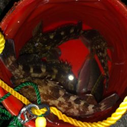 新波止で初アジング!