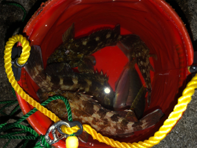 新波止で初アジング!