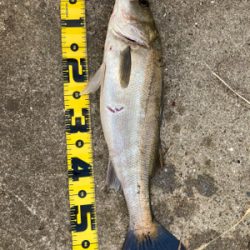 久しぶりの釣果