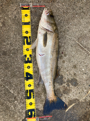 久しぶりの釣果