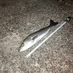 激しいボイルの中！よく食ってくれた