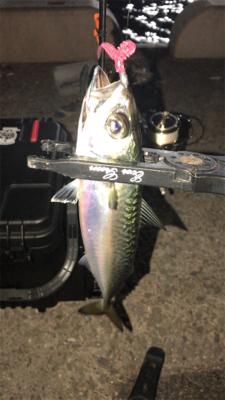 爆風アジング(1時間)