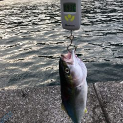 〜県南釣行〜青物リベンジ