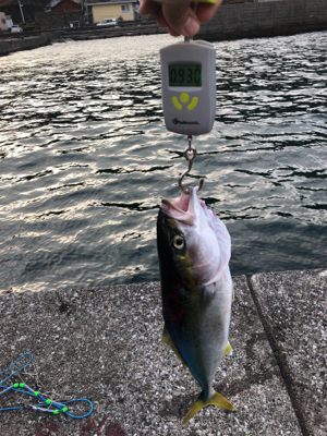 〜県南釣行〜青物リベンジ