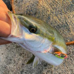 ハマチゲッツ！