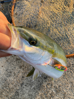 ハマチゲッツ！