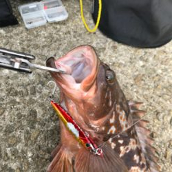 ☆10年物アコウ