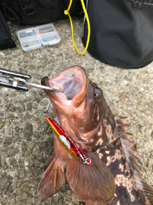 ☆10年物アコウ