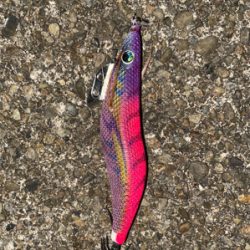 とれとれ裏でエギング