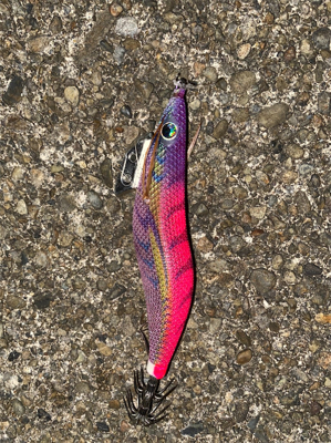 とれとれ裏でエギング