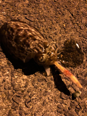 のんびりコウイカエギング