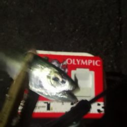 アジング練習 205