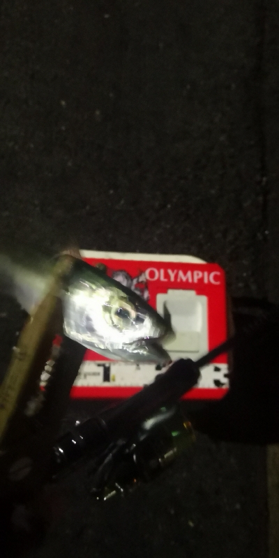 アジング練習 205