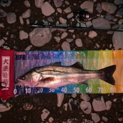 ランカー2本(^^)v