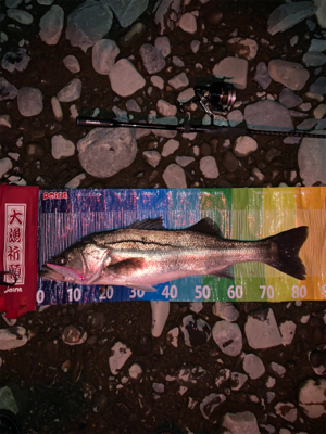 ランカー2本(^^)v