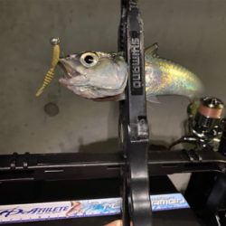 大潮干潮　月明かり　アジにそんなの関係ない